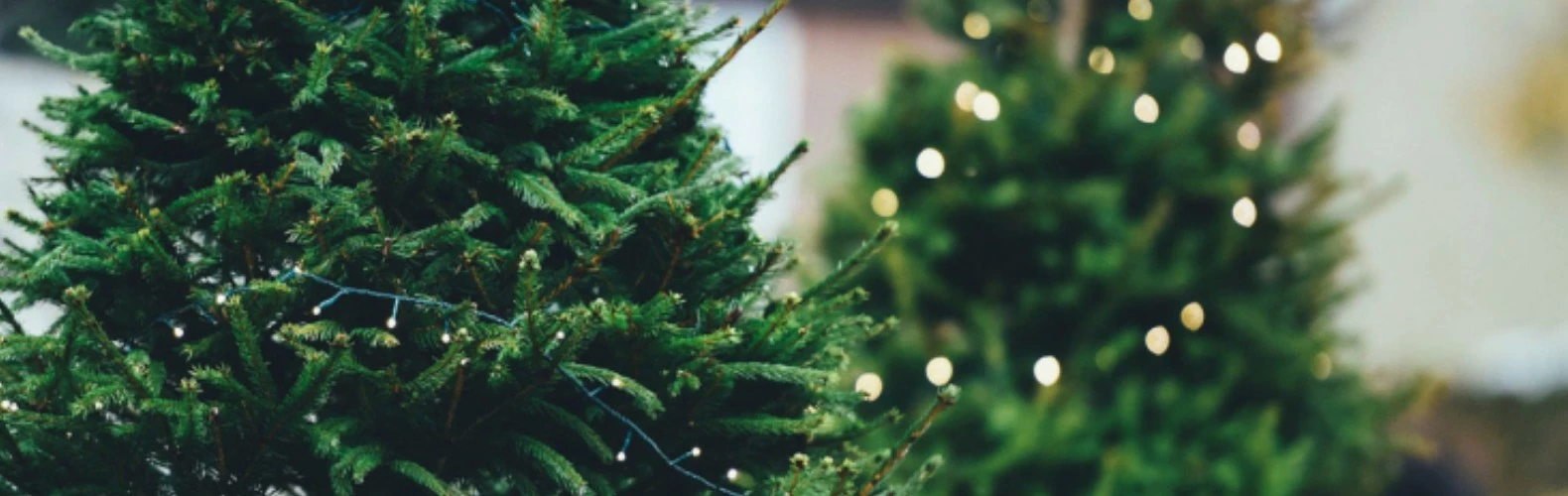 Northlight Shop -Northlight Shop northlight 1