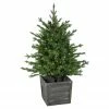 Northlight 4' Pre-Lit Potted Deluxe Russian Pine Artificial Christmas Tree, Warm White LED Lights -Northlight Shop northlight gb20ytp456 gr 1 08871.1638460530