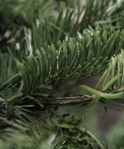 Alternative view of Northlight 7.5ft Layered Nordmann Fir Artificial Christmas Tree - Unlit
